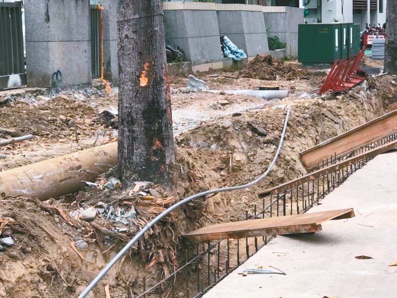台灣護樹協會常務理事張美惠指出，台中市府近年施作人行道整修工程時，把樹根斬斷再鋪上水泥，讓樹木無法進行蒸散作用，容易助長褐根病。圖／張美惠提供