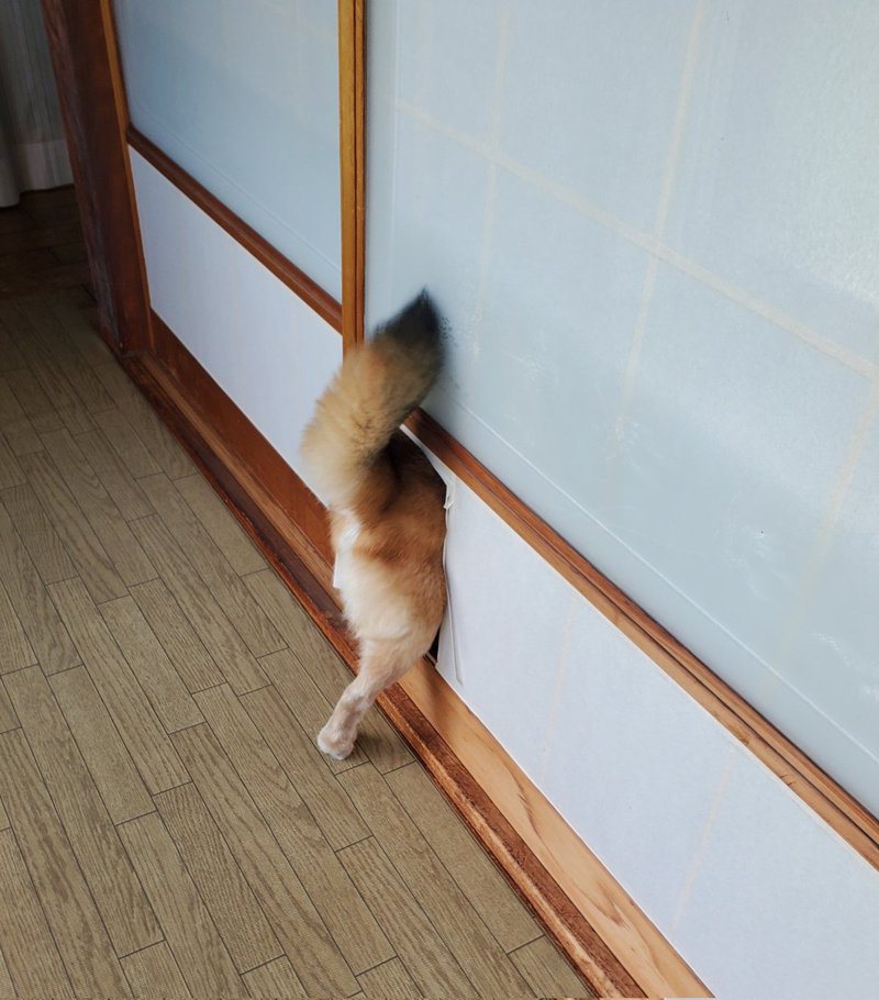 推特上柴犬因為太想吹冷氣衝破房門的一幕吸引不少網友按讚。圖/fuutarou06011