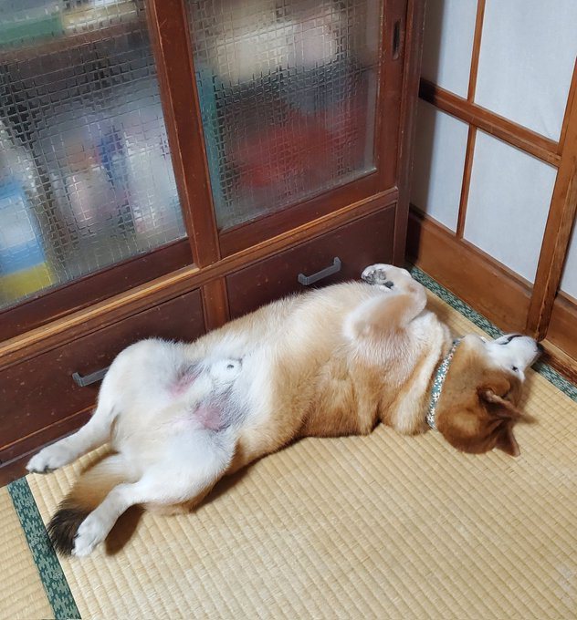 飼主表示自家柴犬夏天最喜歡待在冷氣房睡覺。圖/fuutarou06011