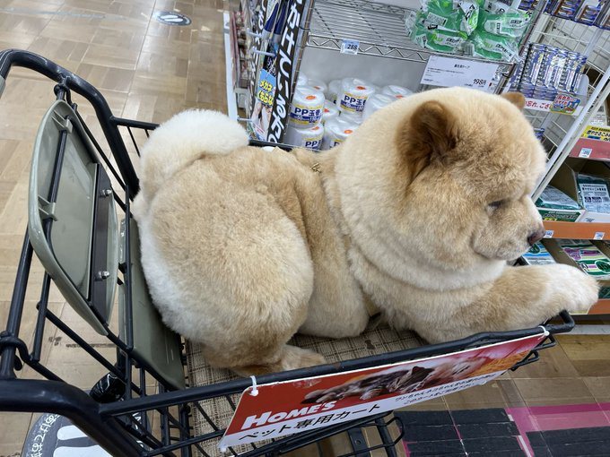 飼主分享帶自家鬆獅犬去逛超市，結果狗狗塞滿了寵物購物車的畫面。圖／@kurizo_chow
