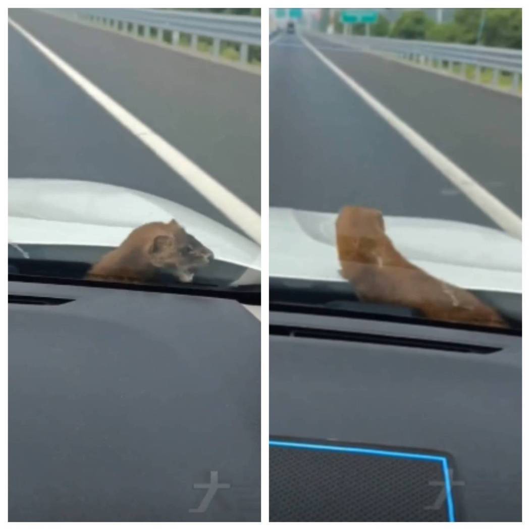 一隻黃鼠狼跑到汽車引擎蓋裡，被迫在高速公路上兜風。圖取自微博