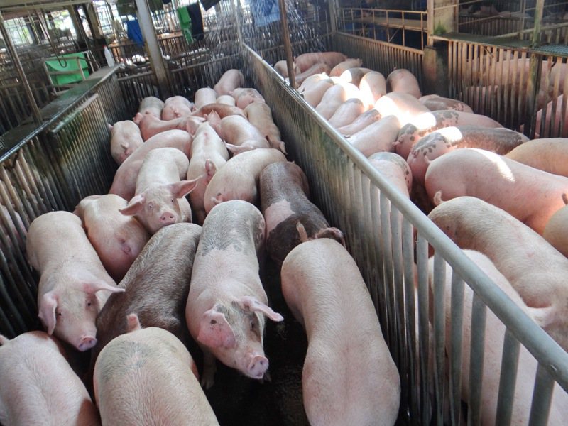 即將進入中元普度旺季，豬肉需求相對增加。本報資料照片