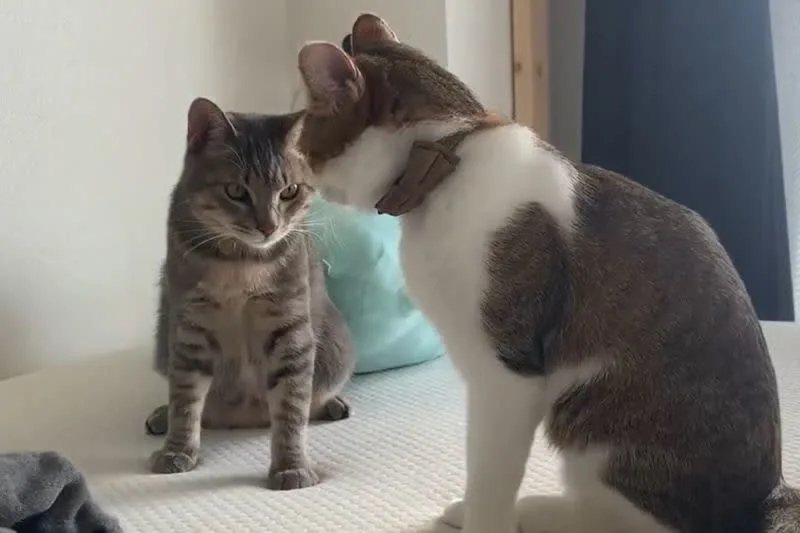 兩隻貓咪互看「心電感應」。（圖／翻攝自Twitter @ponpokokko）