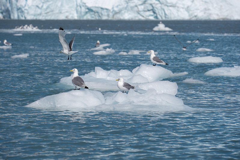 極地直擊隊前往格陵蘭，透過文字、影像紀錄全球暖化。記者陳靖宜／攝影