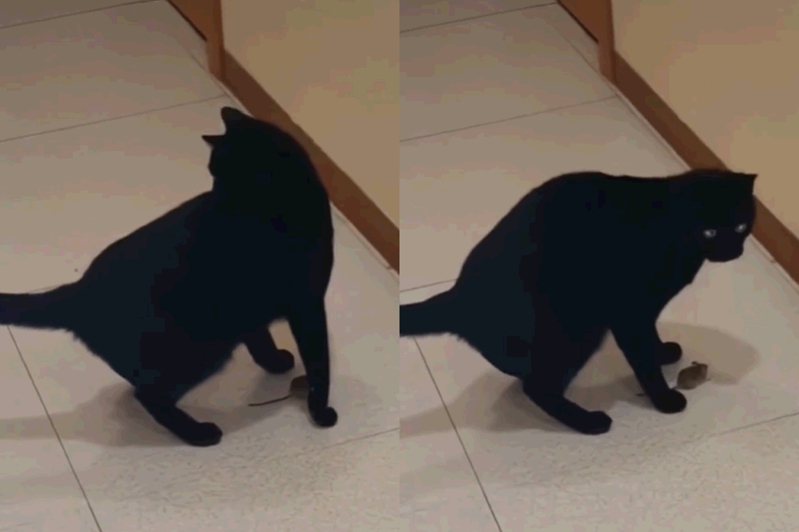 黑貓以為自己跟丟，不斷四處張望尋找老鼠下落。圖擷自動物梗圖星球