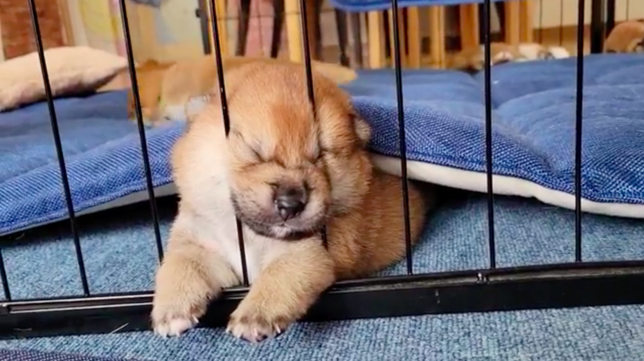 柴犬寶寶將臉擠在籠子縫隙中間，看起來睡得相當熟。圖/@ho92mu_diary