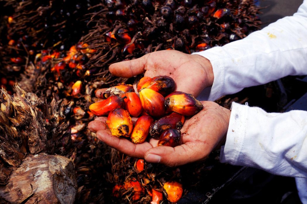 戰爭使葵花油出口近乎完全中斷，導致全球食用油價格飆升。作為棕櫚油最大生產國的印尼...