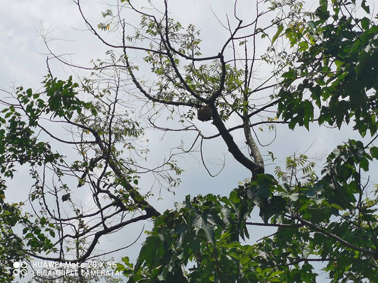 郊區蜂巢通常在樹上。 圖／新北市動保處提供
