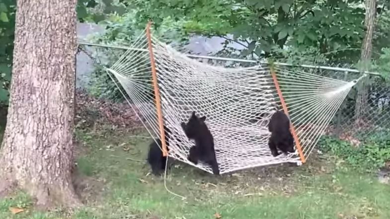 三隻小熊進到一戶人家的後院玩吊床玩的不亦樂乎。 (圖/取自影片)