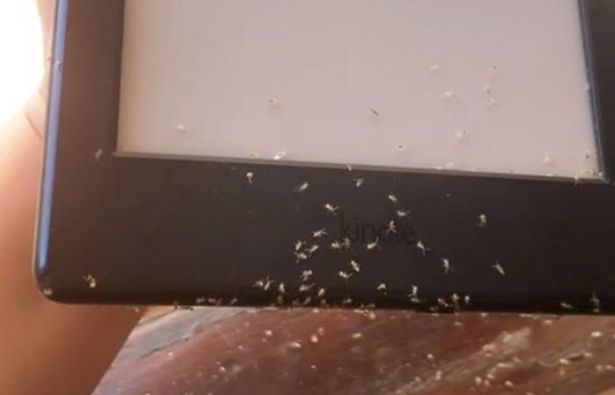 一名女子的電子書閱讀器被螞蟻爬滿築巢，最誇張的是螞蟻還幫她買了兩本書。 (圖/取自影片)