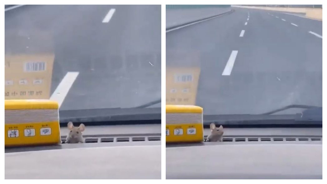 一隻老鼠從汽車除霧口探出頭來，跟駕駛對視好幾秒後又轉頭傻愣張望。 (圖/取自影片)