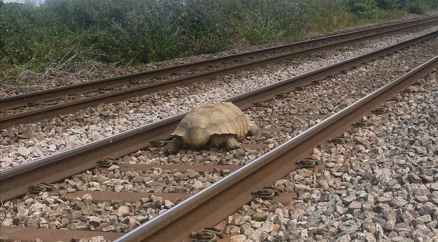 一隻重達50公斤的象龜意外闖進鐵軌，造成火車延誤。 圖擷自@NetworkRailAng