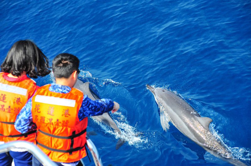 搭乘賞鯨船出海，有機會遇見活潑的海上精靈。圖／多羅滿賞鯨提供