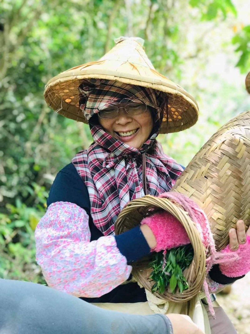 退休校長張乃文考上丙級製茶證照，製茶和茶藝，樣樣都學，她樂當採茶阿姨。圖／張乃文提供