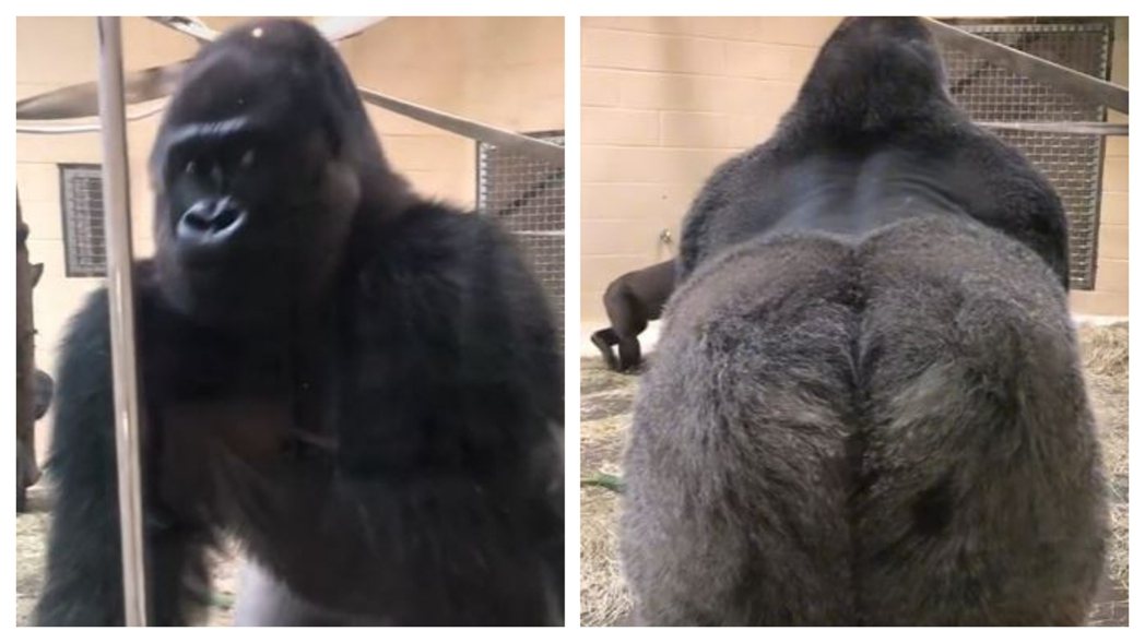 一名女網友到動物園參觀，一隻大猩猩從後方滑壘出來直盯著她看，秒轉頭露屁股。 (圖/取自影片)