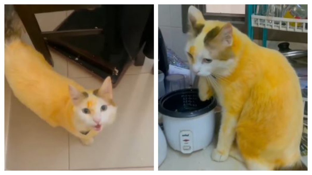 女子返家驚見白貓全身染黃嚇傻，到廚房看到原因傻眼。 (圖/取自影片)