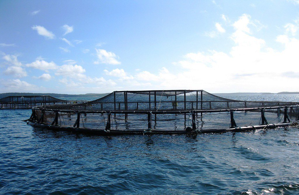 海上箱網養殖。 圖片來源：NOAA（CC BY 2.0）