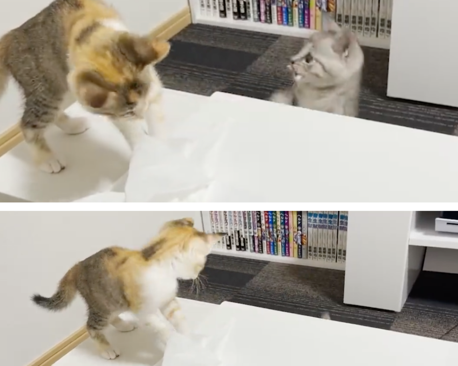 飼主將小貓第一次玩衛生紙結果發生悲劇的一幕分享在推特和Youtube。圖／totomaru_hanmi
