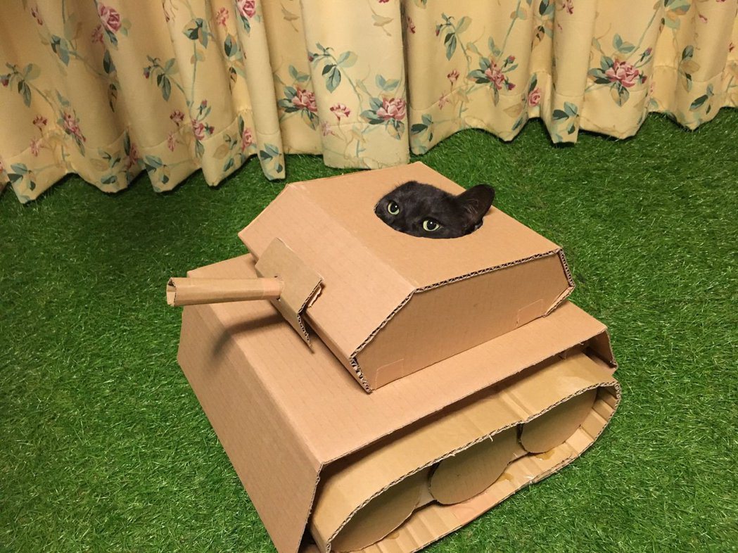 飼主在推特上跟大家分享自己製作貓貓戰車給自家喵星人，結果尺寸太小的照片。圖/fujidconstruct1