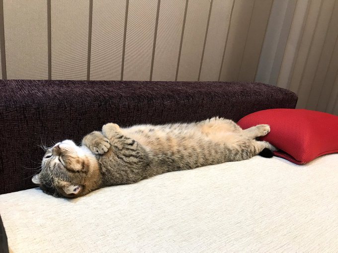 日本飼主家裡的曼赤肯貓經常會以各種奇怪的姿勢睡著。圖／@ponpokoponta...