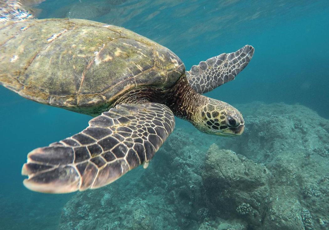 全球氣溫升高，導致許多地方的新生海龜幾乎都是雌性。（圖／pixabay）