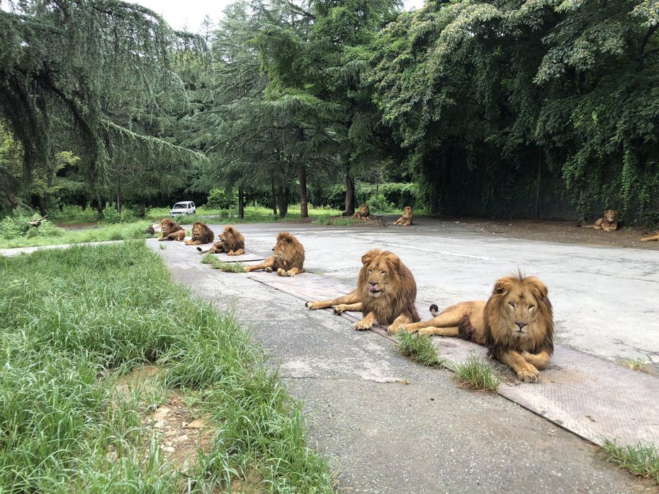 獅子「等距端坐」猶如複製貼上般整齊。（圖／翻攝自推特@gunmasafari）