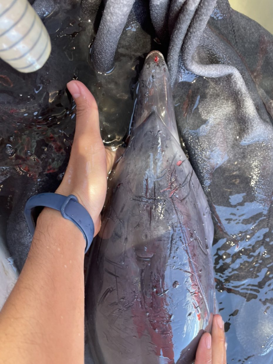 一隻還沒長大的「熱帶斑海豚」頭部流血，傷痕累累，今天迷航游入宜蘭大溪漁港，被漁民及海巡人員打撈上岸，經搶救後仍活不了。圖／讀者提供