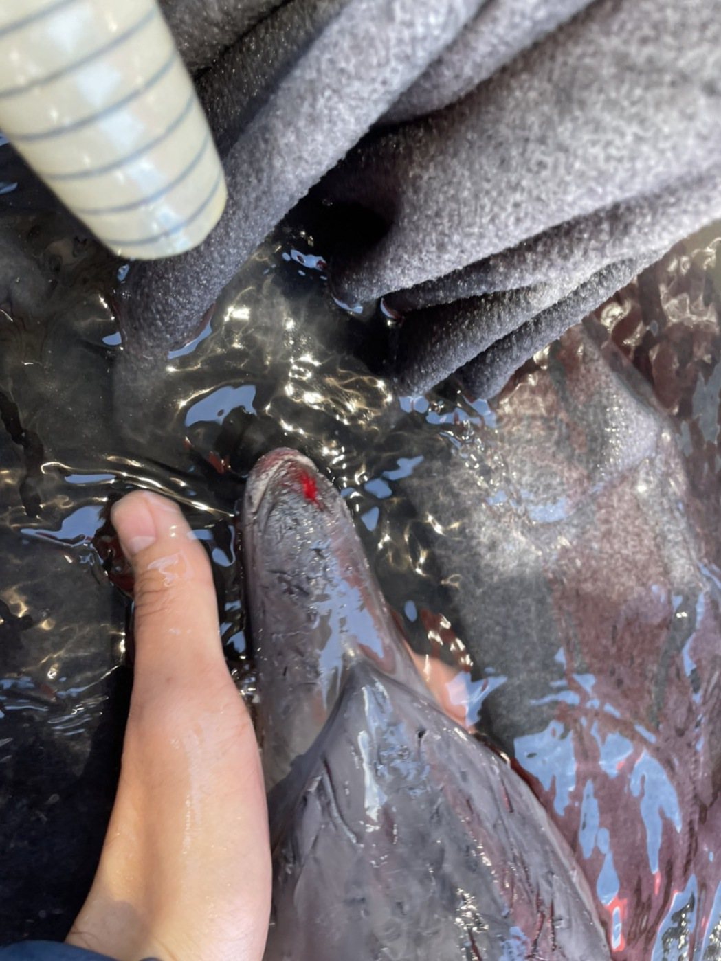 一隻還沒長大的「熱帶斑海豚」頭部流血，傷痕累累，今天迷航游入宜蘭大溪漁港，被漁民...