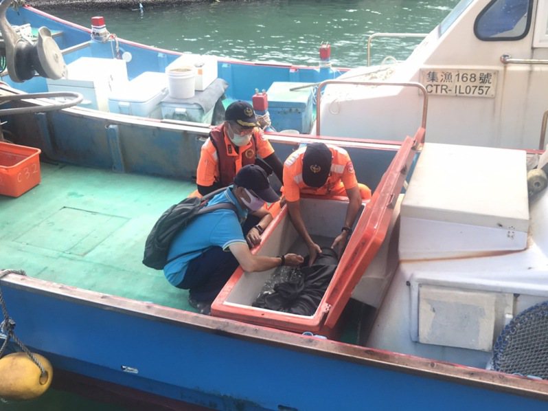 一隻還沒長大的「熱帶斑海豚」頭部傷痕累累，迷航游入宜蘭大溪漁港，被漁民及海巡人員打撈上岸後，獸醫評估牠的存活率不高，忍痛進行人道處理。圖／縣府提供