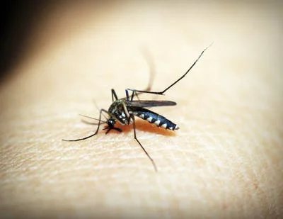 吸引蚊子叮咬的4大關鍵因素：二氧化碳、體溫、體味和顏色。 圖／pexels
