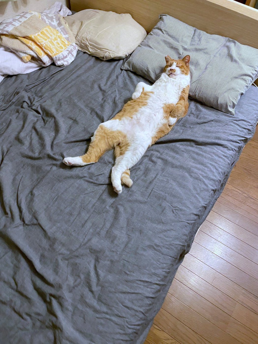 橘白貓瑪娜睡的相當舒適：換你睡在籠子裡。圖擷自@mitoconcon