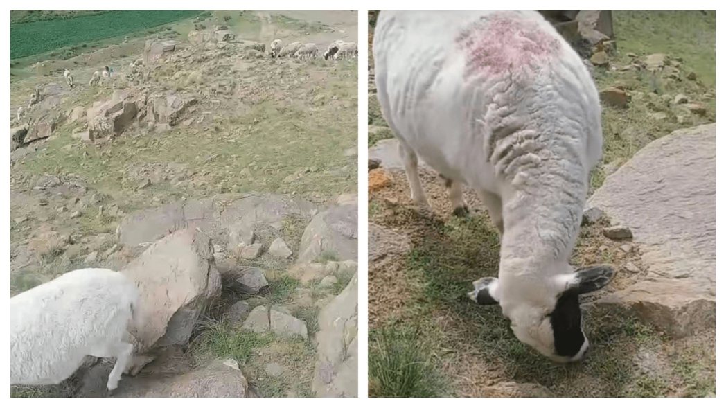 一名女大生暑假回家幫爸爸放羊放到自己跟羊都走丟了。 (圖/取自影片)