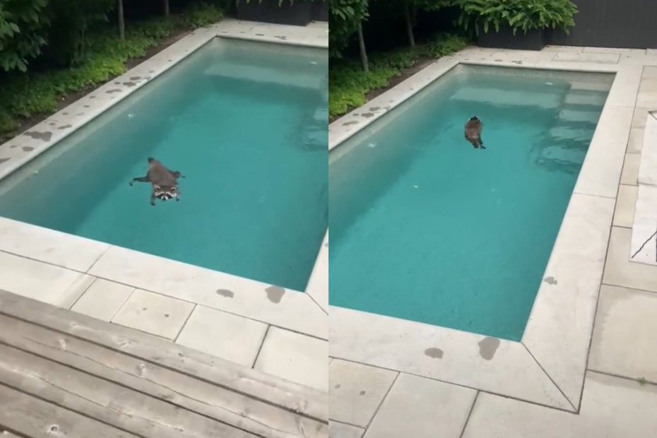 浣熊跑進人類的游泳池裡玩水消暑。圖擷自
miagothsboobs