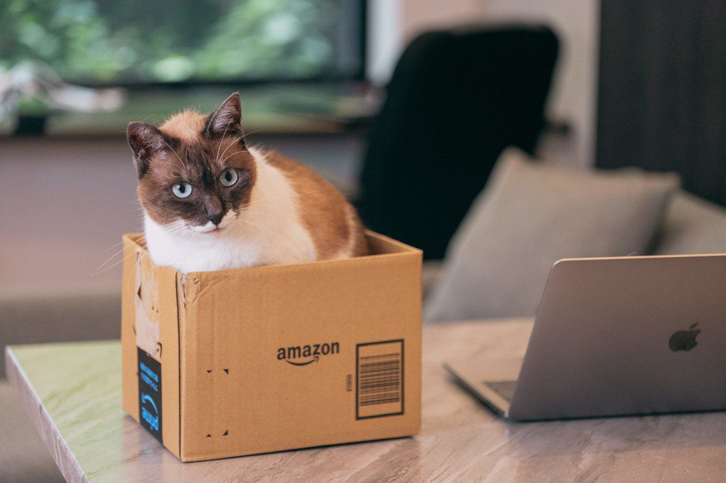 許多貓咪對紙箱情有獨鍾，其實這是有原因的。 (圖/Pakutaso)