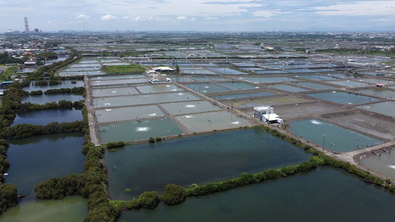 圖為高雄永安區石斑魚養殖場空拍。聯合報系資料照