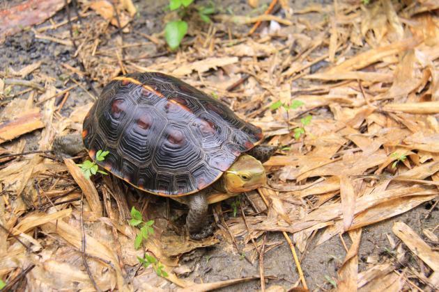 食蛇龜是台灣唯一的陸棲性淡水龜，已列入「瀕臨絕種野生動植物國際貿易公約」保護。圖／特生中心提供
