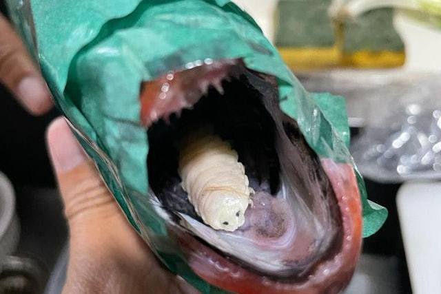 深海魚嘴內藏恐怖「異形」寄生蟲 港男看了嚇一跳：真吸血維生？