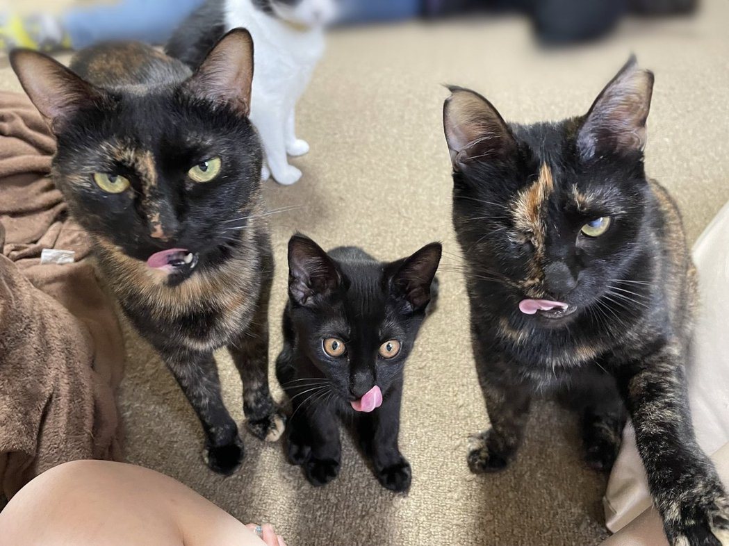 三隻兇神惡煞的貓咪圍住主人想討更多零食吃。左邊是玳瑁貓「實理」、中間是黑貓「小風」、左邊是玳瑁貓「佐久」。 (圖/取自推特)