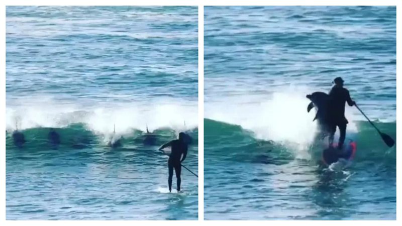 一名男子在海邊練習立槳衝浪，結果被屁孩海豚撞翻。 (圖/取自影片)