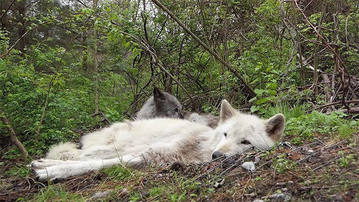 兩隻狼躺在地上懶得動，連同伴叫都隨便敷衍叫一叫，完全不想站起來。 (圖/取自影片)