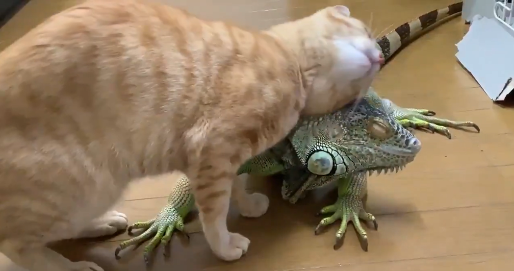 貓咪：現成的蜥蜴不求人好舒服。 (圖/取自影片)