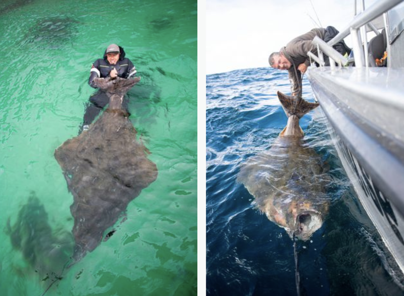 英國資深釣客保羅在挪威海上釣到一隻巨型比目魚。圖擷自The Mirror