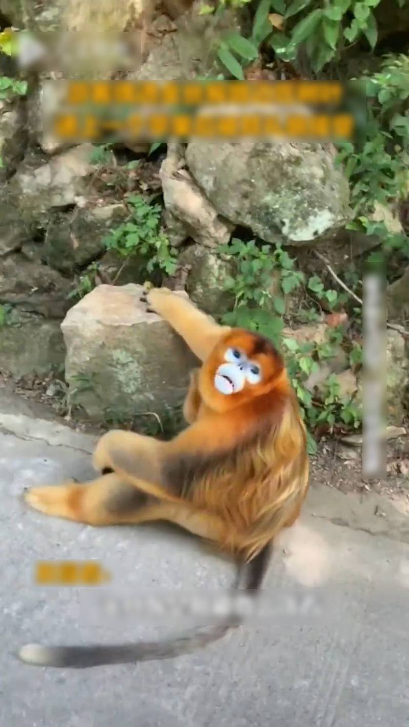 網友拍到有金絲猴坐在路邊，遞上選果牠禮貌接住。微博影片截圖