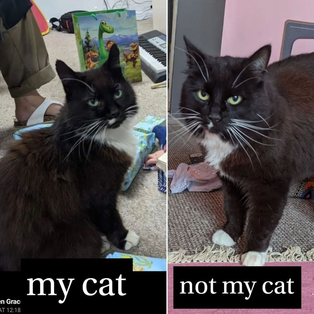 貓咪Winston（左）跟貓咪Thomas（右）。圖／翻攝自IG the_propfactory