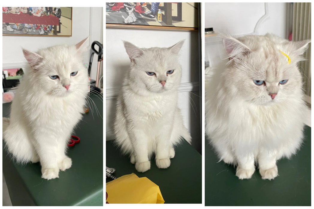 貓咪父子三人表情一樣厭世，中圖是爸爸，左圖是老三，右圖為老大。圖取自抖音