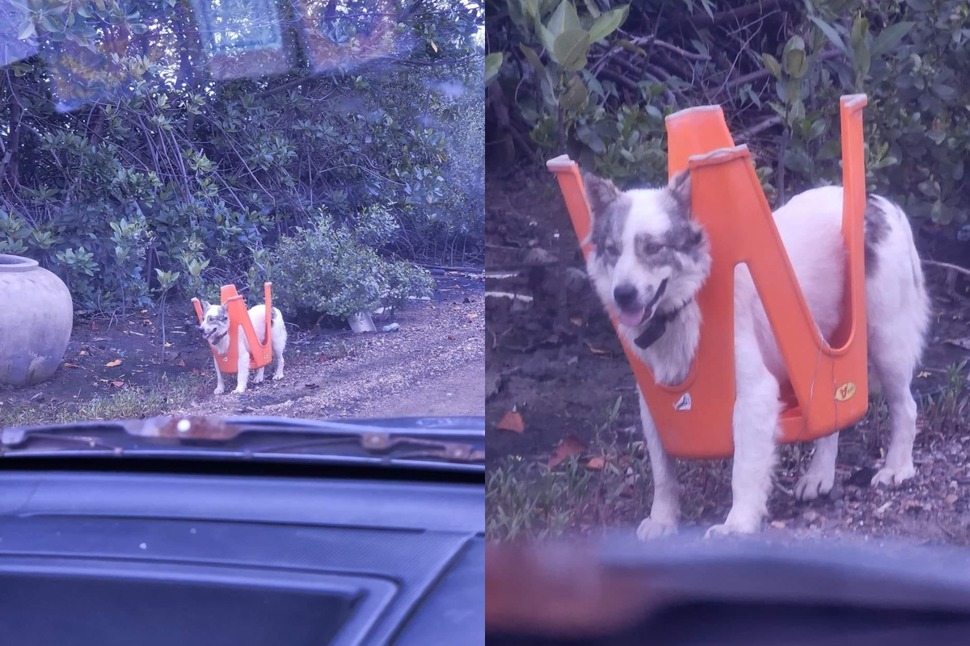 車頭超熟悉「塑膠椅限速器」真相曝光 網友一看笑瘋：拖椅子的狗！