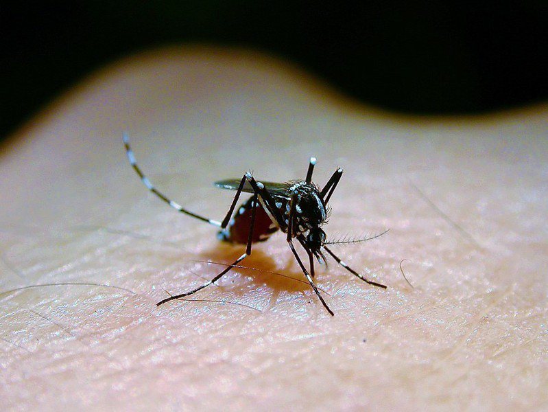 日本腦炎以三斑家蚊、環紋家蚊及白頭家蚊為主要病媒蚊，南投衛生局呼籲民眾重視防蚊並提早接種疫苗。圖／本報資料照片