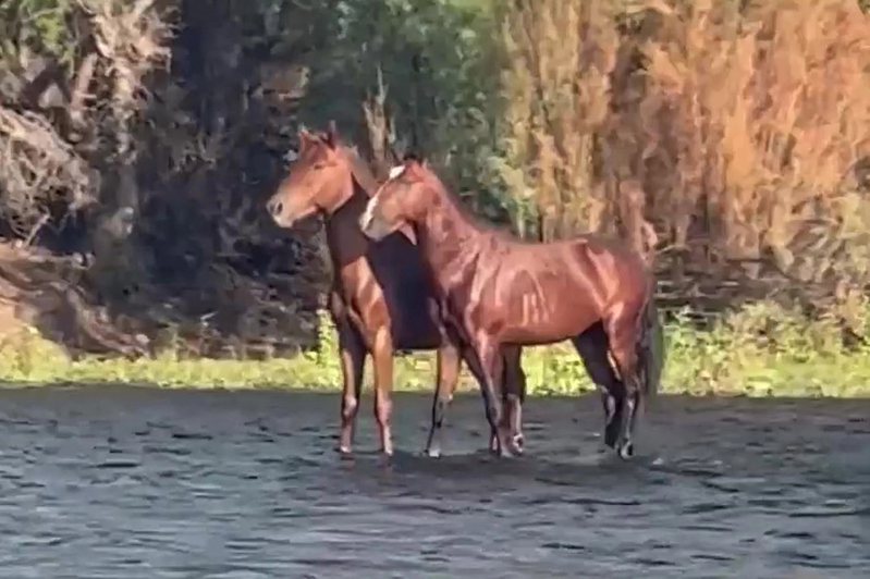 一名女子到河邊玩，目擊到兩匹馬在河上漂的畫面，嚇得她拿出手機錄影全程。 (圖/取自影片)