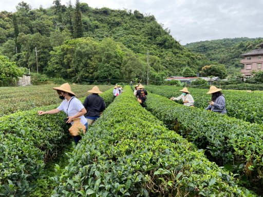 「正福茶園」體驗採茶樂趣。 圖／香格里拉休閒農場提供