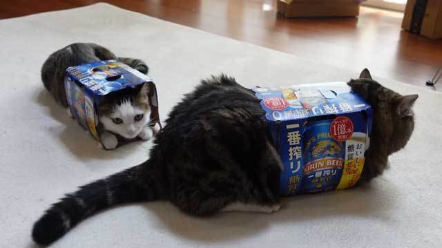 罐裝啤酒紙箱變成現在一些貓咪的最愛，穿進去有種莫名的安全感。 (圖/取自影片)